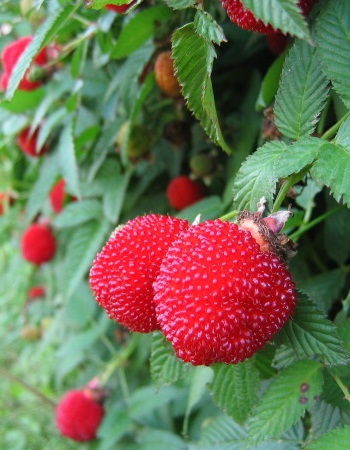   (Rubus illecebrosus) 1     , -, 