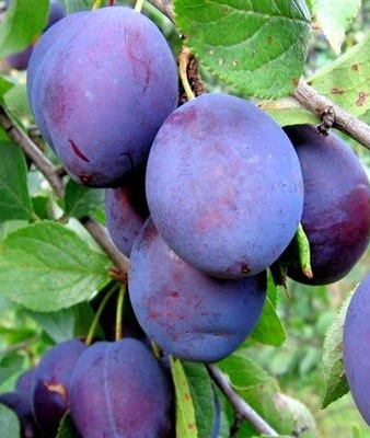    (Prunus domestica) 1     , -, 