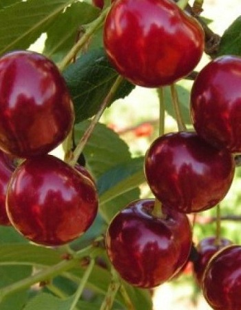  (Prunus cerasus) 1     , -, 