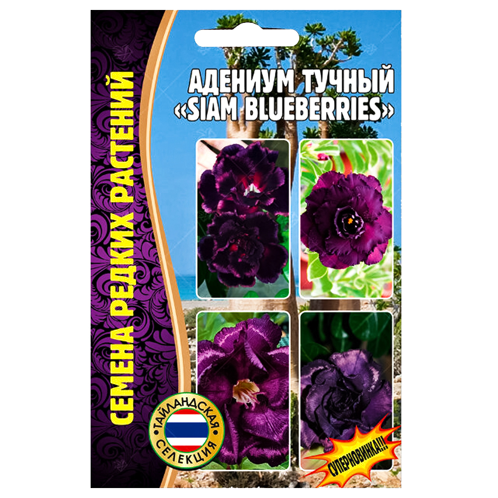 Siam Blueberries      , -, 