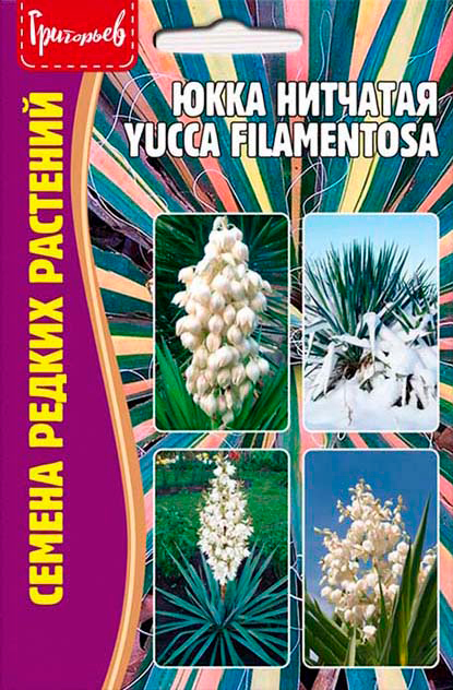     (Yucca filamentosa), 15 .       , -, 