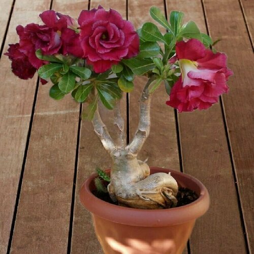  Rose Valentine, ,    , -, 