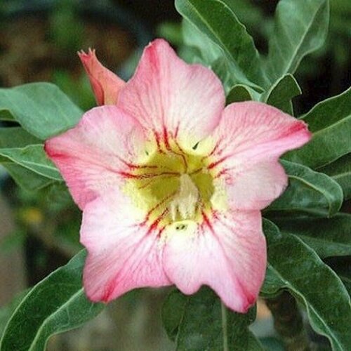 , Adenium Obesum Desert Rose FANTASTIC, ,    , -, 
