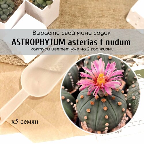    Astrophytum asterias f nudum /   .           , -, 