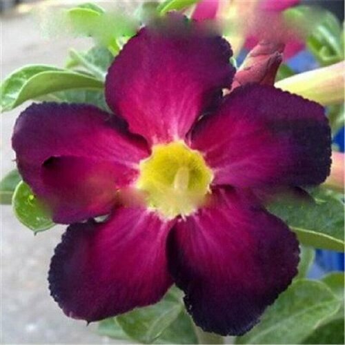 , Adenium Obesum Desert Rose PURPLE INNOVATION, ,    , -, 