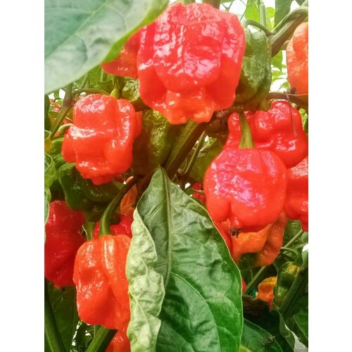    7 pot Congo giant red, 5    , -, 