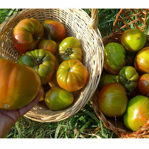     (. Solanum lycopersicum) 10   , -, 