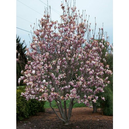    (Magnolia soulangeana), 5    , -, 