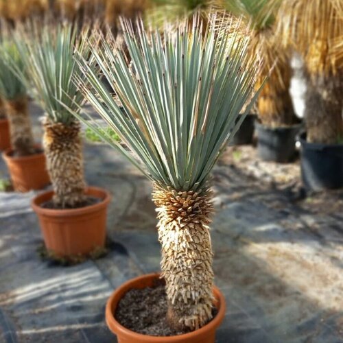    5. (Yucca rigida)   , -, 