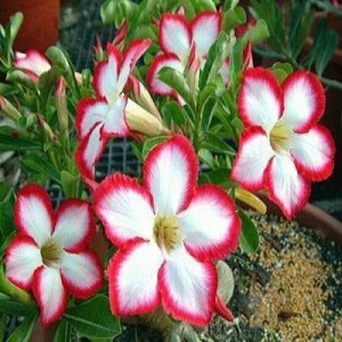 , Adenium Obesum Desert Rose SUPER NOBLE CONCUBINE, ,    , -, 