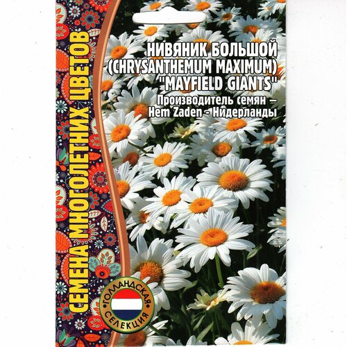   / Chrysanthemum maximum,  ( 1 : 0.2   )   , -, 