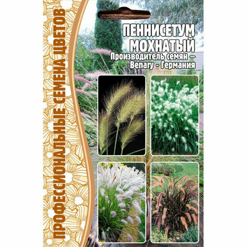    (Pennisetum villosum) (10 )   , -, 
