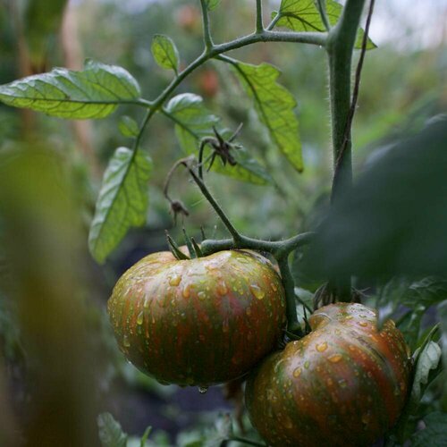    (. Solanum lycopersicum) 10