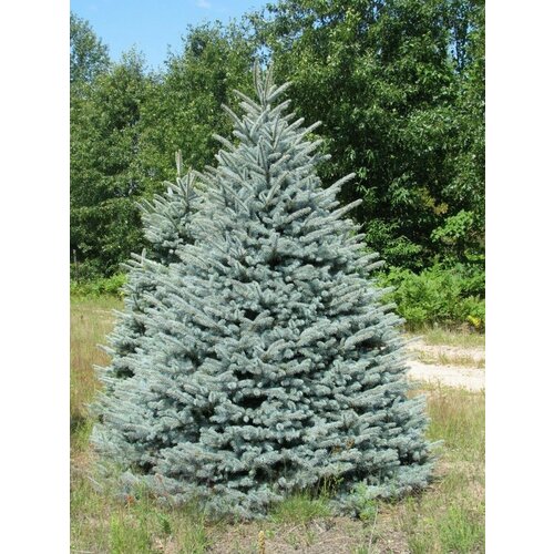     (Picea pungens glauca kaibab), 20    , -, 