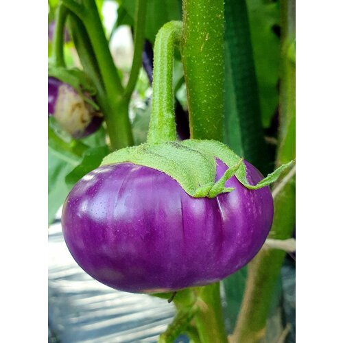      (Thai Round Violet) / Seeds And Goods /   zip-lock   15    , -, 