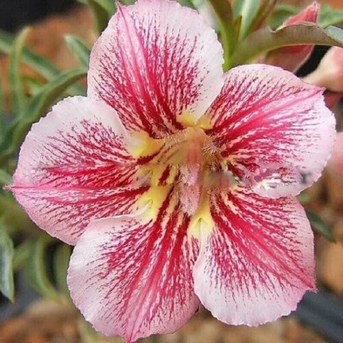 , Adenium Obesum Desert Rose DIAMOND PINK, ,    , -, 