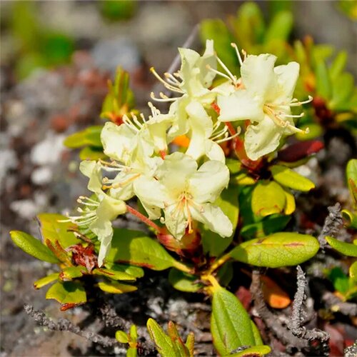   (. Rhododendron aureum)  25   , -, 