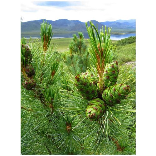    (Pinus pumila), 90    , -, 