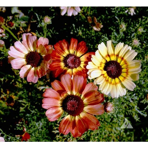   -  (. Chrysanthemum carinatum)  50   , -, 