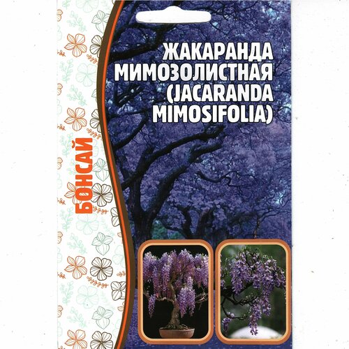 ,   / Jacaranda mimosifolia,   ( 1 : 5  )   , -, 