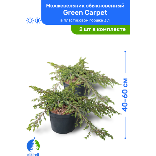   Green Carpet ( ) 40-60     3 , ,   ,   2    , -, 
