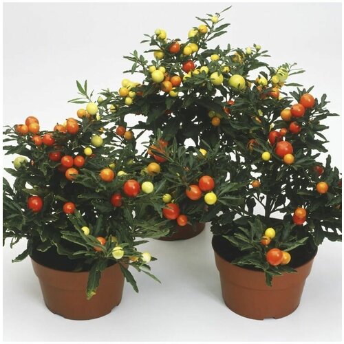   (Solanum capsicastrum) 8 .   , -, 