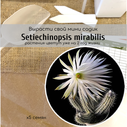   Setiechinopsis MIRABILIS ()       , -, 