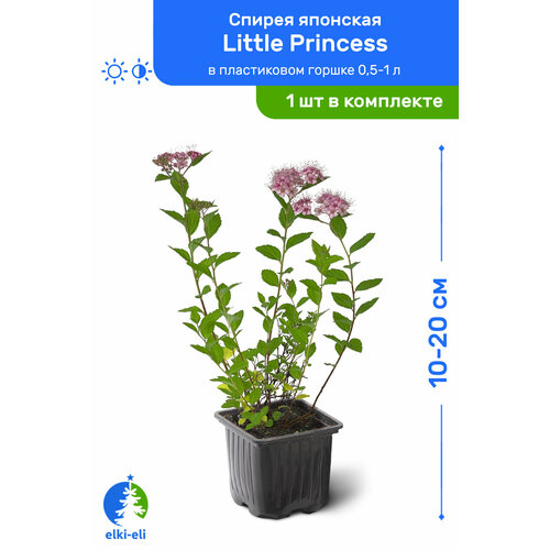   Little Princess ( ) 10-20     0,5-1 , ,      , -, 