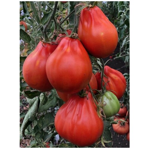      (Red Pear Franchi), 10    , -, 