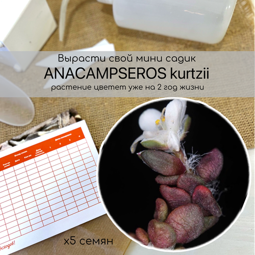  Anacampseros kurtzii    .        .   , -, 