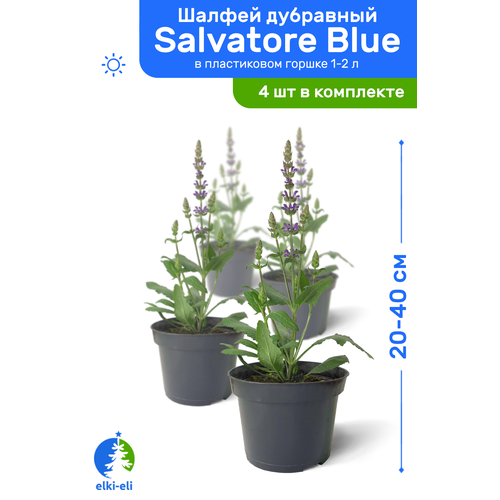   Salvatore Blue ( ) 20-40     1-2 , ,    ,   4    , -, 