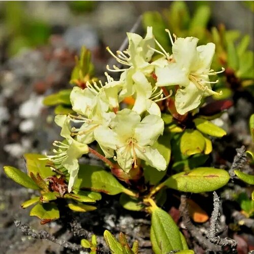     (, Rhododendron aureum) 25 .   , -, 