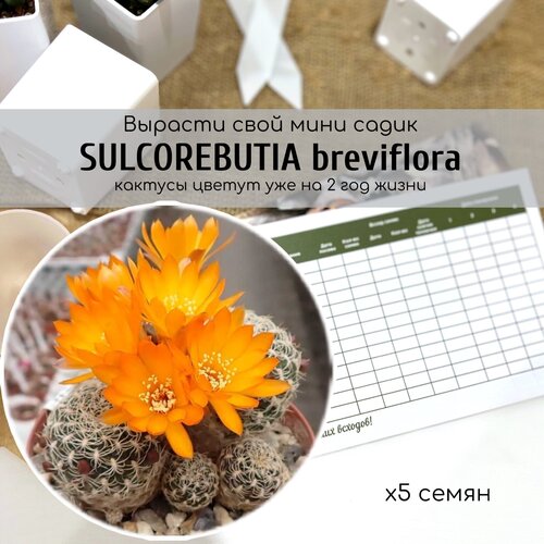  ,    (Sulcorebutia breviflora)         , -, 