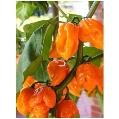    Trinidad Scorpion orange /   , 5    , -, 