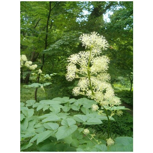    (Aralia mandshurica), 10    , -, 