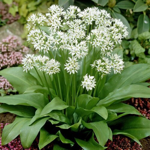  -  (. Allium ursinum)  35   , -, 