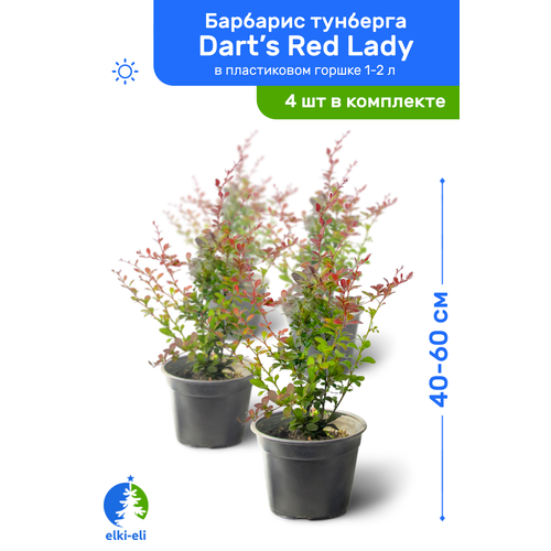   Dart's Red Lady (  ) 40-60     1-2 , ,   ,   4    , -, 