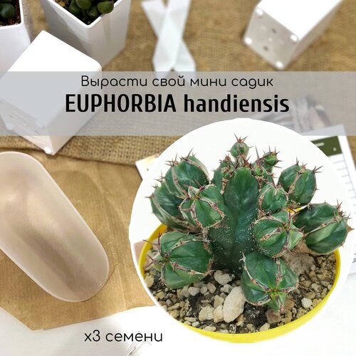  Euphorbia HANDIENSIS -   , .        , -, 