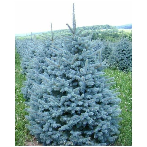     (Picea pungens), 90    , -, 