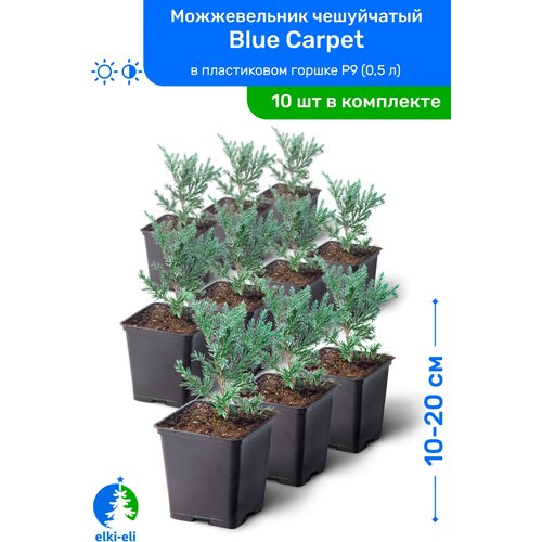   Blue Carpet ( ) 10-20     P9 (0,5 ), ,   ,   10    , -, 