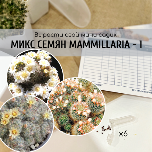      (: Mammillaria crinita v. Seideliana prolifera / zeilmanniana v albiflora )       , -, 