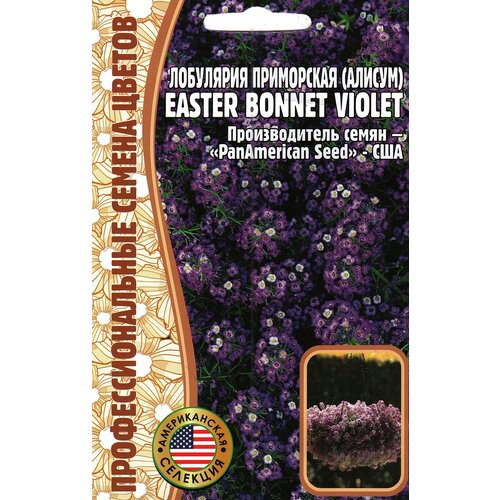   () Easter bonnet violet ( 1 : 20  )   , -, 