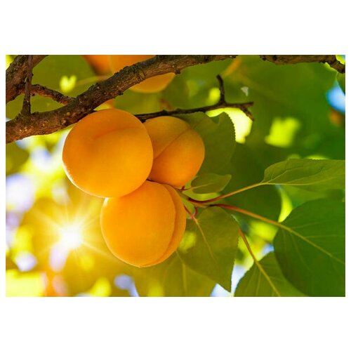  (. Prunus armeniaca)  3   , -, 
