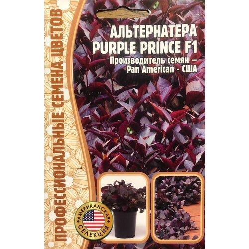   Purple Prince F1 (3 .)   , -, 