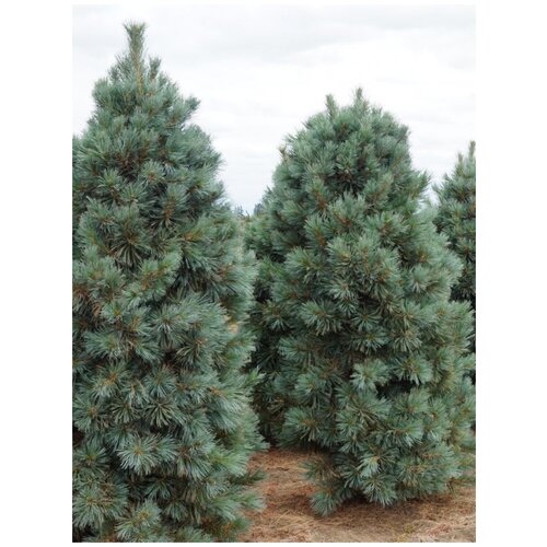    (Pinus koraiensis), 45    , -, 