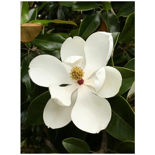     (Magnolia grandiflora), 5    , -, 