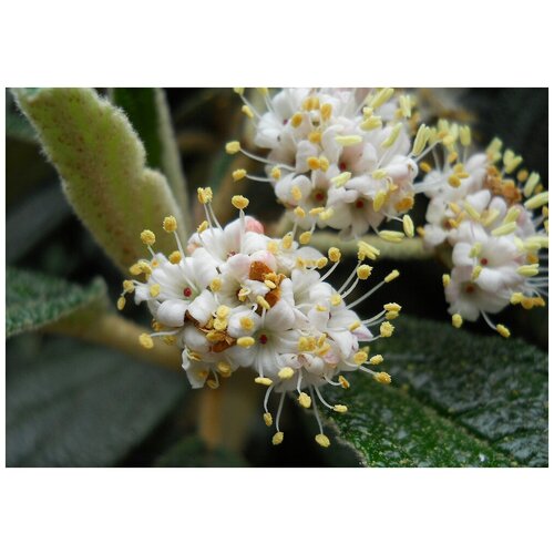   (. Viburnum rhytidophyllum)  15   , -, 