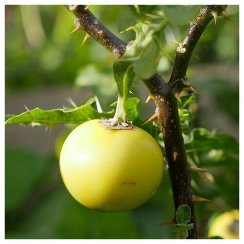   (. Solanum linnaeanum)  10   , -, 