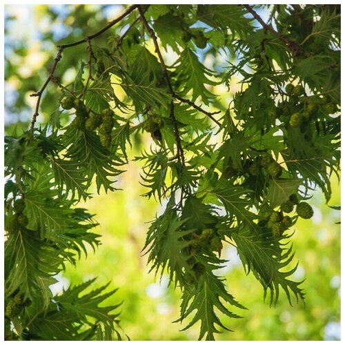   -  ?? - (. Betula pendula Dalecarlica) -  100    , -, 