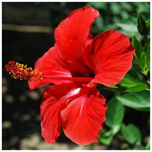    -   -  - (. Hibiscus rosa-sinensis) -   15   , -, 